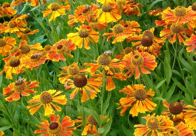 16.07.2008 ein feuerwerk.jpg