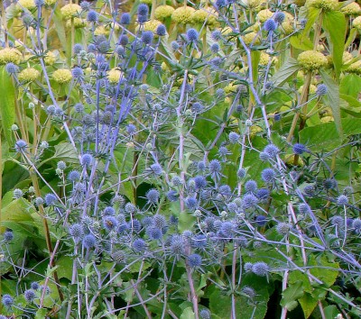 16.07.2008 erynginum.phlomis.jpg