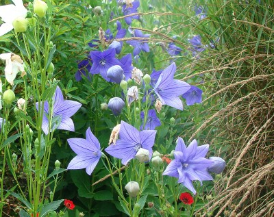 16.07.2008 platycodon1.jpg