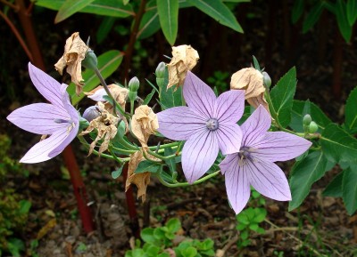 16.07.2008 platycodon.jpg