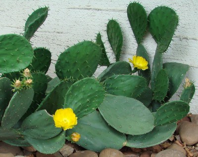 16.07.2008 kaktus.jpg