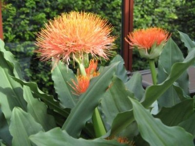 Blüte II.JPG