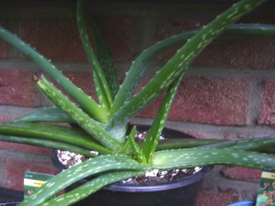 Sukkulenten und Wüstenrosen 004.jpg