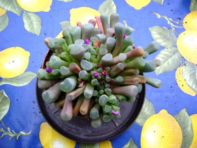 Sukkulenten und Wüstenrosen 009.jpg