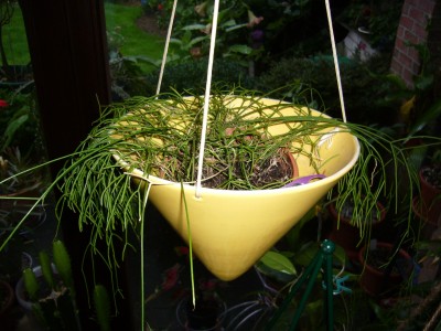 Sukkulenten und Wüstenrosen 050.jpg