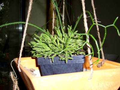 Sukkulenten und Wüstenrosen 041.jpg