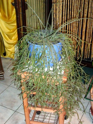 Rhipsalis 016.jpg