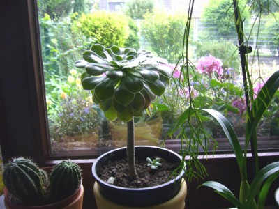 Sukkulenten und Wüstenrosen 028.jpg