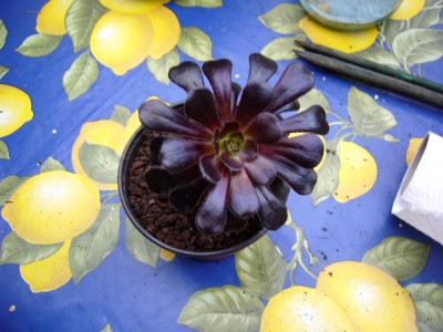 Sukkulenten und Wüstenrosen 014.jpg