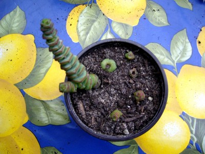 Sukkulenten und Wüstenrosen 015.jpg