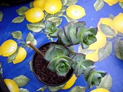 Sukkulenten und Wüstenrosen 013.jpg