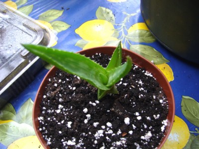 Sukkulenten und Wüstenrosen 008.jpg