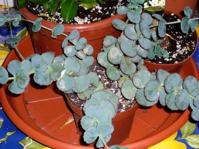Sukkulenten und Wüstenrosen 059.jpg