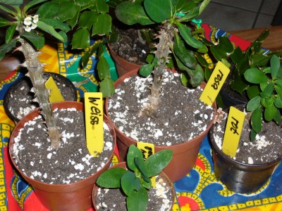 Sukkulenten und Wüstenrosen 056.jpg