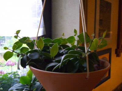 Sukkulenten und Wüstenrosen 029.jpg