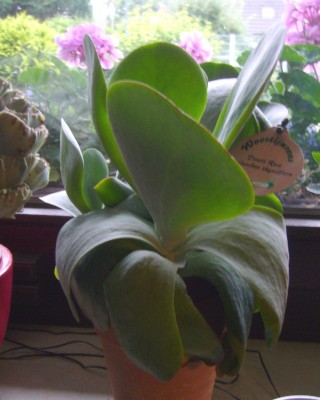 Sukkulenten und Wüstenrosen 030.jpg