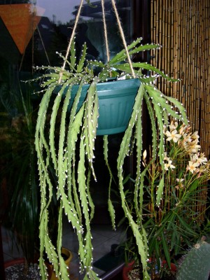 Sukkulenten und Wüstenrosen 064.jpg