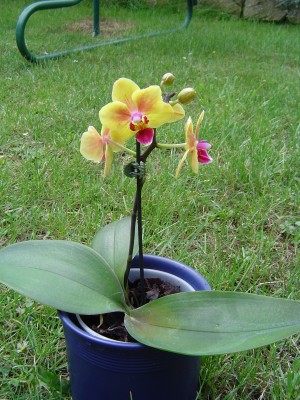 Juli 2008 002.jpg