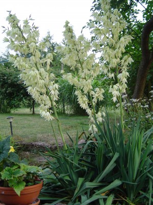 09.07.2008 019.jpg