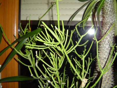 Juni 2008 013.jpg