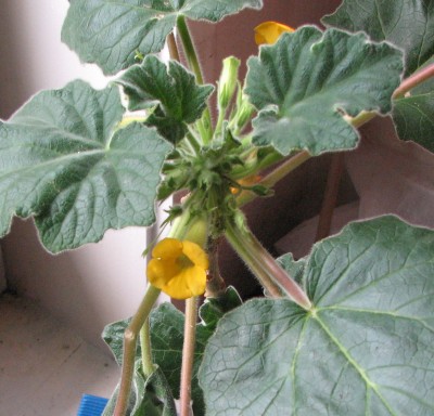 18.07.2008 Unkarina roeoesliana 02.jpg