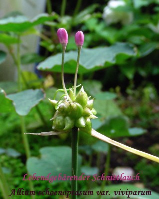 LG Schnittlauch w.jpg