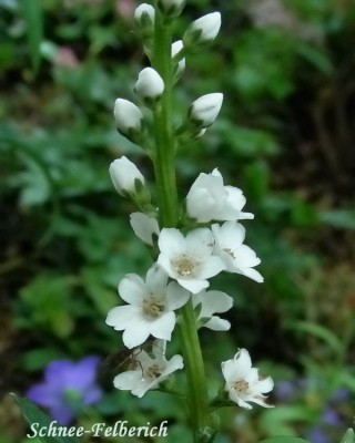 Schnee-Felberich w.jpg