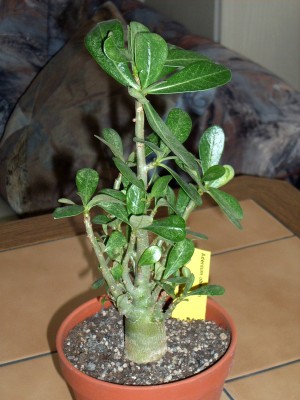 Wüstenrose (Adenium obesum).jpg