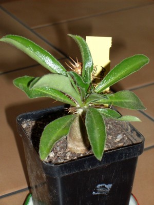 Madagaskapalme (Pachypodium saundersii).jpg