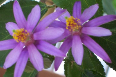 100_2875.JPG