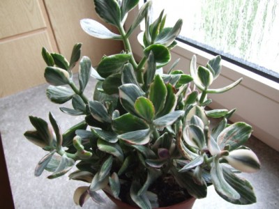 DSCF1805.JPG