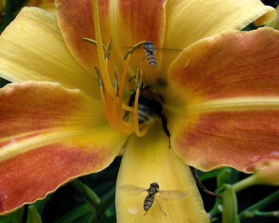 Besuch in Taglilie w.jpg