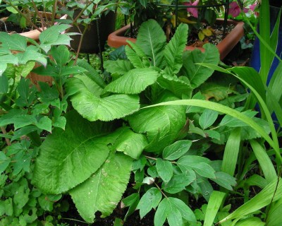 Riesen-Primel 2 w.jpg