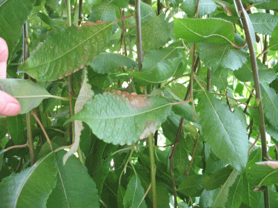 IMG_0002.gif