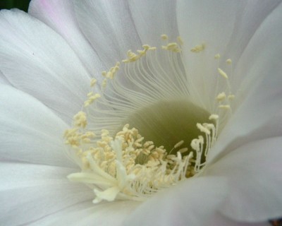 Kaktus - innen 1 w.jpg