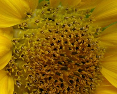 Sonnenblumenherz w.jpg