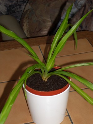 wildfarbende Grünlilie.JPG
