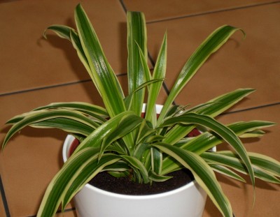 Grünlilie (Chlorophytum Bichetii).jpg