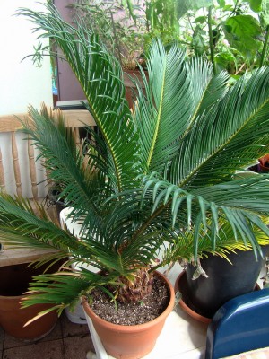 19.07.2008 cycas.jpg