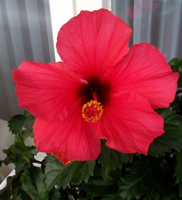 Hibiskus 3.jpg