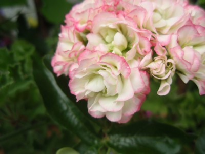 rose1.jpg