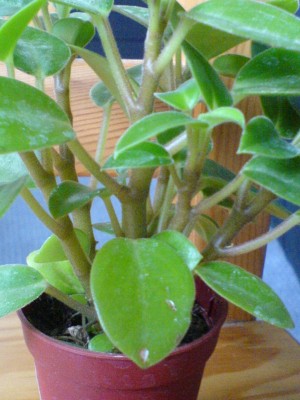 DSC00421.JPG
