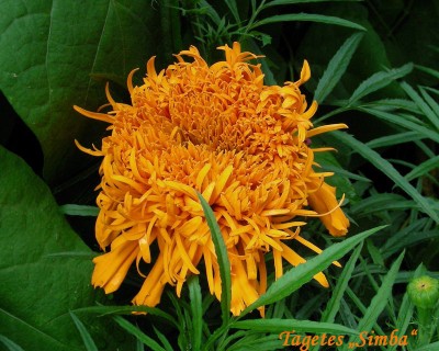 Tagetes Simba w.jpg