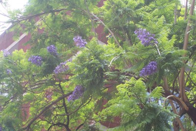 Jacarandabaum.jpg