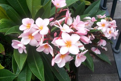 Frangipaniblüten.jpg