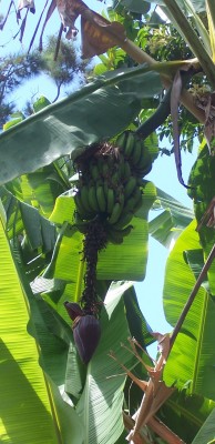 Bananenstaude.jpg
