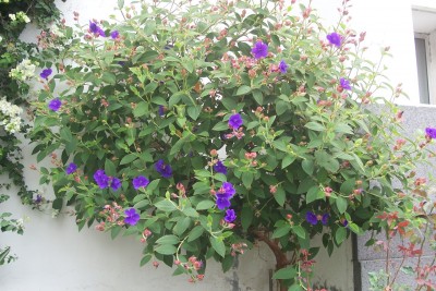 Tibouchina.jpg