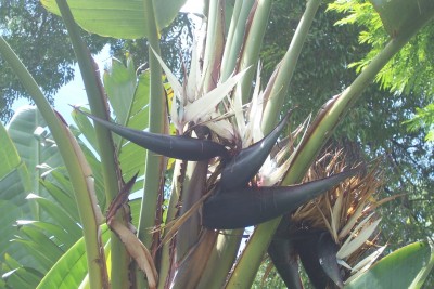 Strelitzia nicolai.jpg