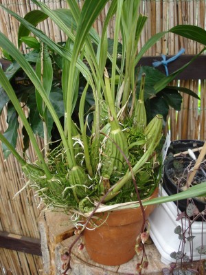 Juli 2008 008.jpg