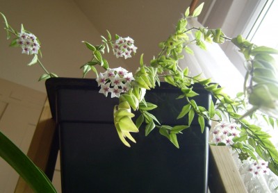 Hoya bella (6) - Kopie.JPG